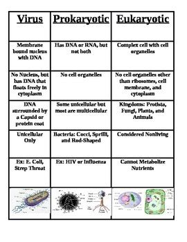 Venn diagrams can be used to express the logical (in the mathematical sense) relationships between various sets. Prokaryotic And Eukaryotic Cells Venn Diagram Worksheet ...