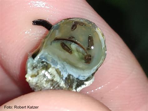 Wenn du nun hellbraunen stuhlgang und dazu blähungen hast du wohl heftig übertrieben. Hellbrauner Stuhlgang Mit Schwarzen Punkten / Rauberischer Scheibenwurm Im Aquarium Pentacoelum ...