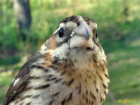 The flashy black, white, and cinnamon males and the less flamboyant. Species profile: Rose-breasted Grosbeak, kerchiefed ...