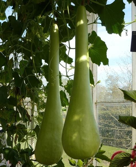 Bottled water brands wholesale supplier china. Growing Bottle Gourd Hydroponically (Lauki) from Seed ...