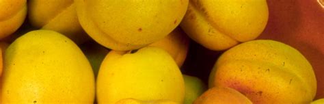 Puget gold apricot prunus armeniaca sp. Stone Fruit | Western Washington Tree Fruit & Alternative ...