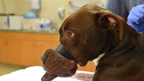 Most animal welfare regulations are at the state and territory level. Man who taped dog's mouth shut sentenced to 5 years - ABC13 Houston