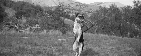 Welcome to the world of ralph lauren. Ralph-Lauren-Pop-Jumpy-Le-Chien-Luxe-2015-Pub-Video-Ad ...