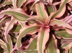 Look up, view a photo and read about the over 7,500 plants which are growing or have been grown in the kemper center display gardens (plus selected additions) by scientific name, common name and/or selected plant characteristics. Cryptanthus (group) - Plant Finder | Plants, Starting a ...