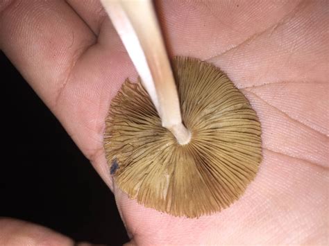 I welcome the way they can bring the pleasures of connecting with plants to a wider audience, but think there is a danger that some foragers place too much faith in their accuracy. Identification - Mushroom Hunting and Identification ...