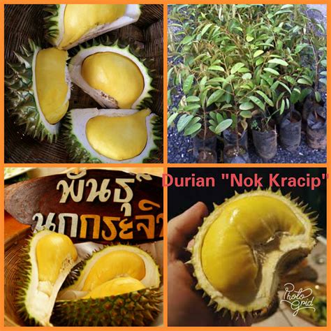 Paling banyak dinikmati adalah buah durian. BAJA SMATRIX ORGANIK MURAH: BENIH DURIAN NOK KRACIP