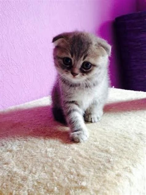 Bilder von katzen zum zeichnen. Katzen - Super süsse BKH und Scottish Fold Babys | Süße ...