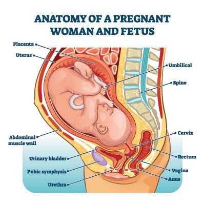 Querlage wann kaiserschnitt, kaiserschnitt geburt wann babys per op zur welt kommen sollten welt. 32 Top Images Querlage Wann Kaiserschnitt : Querlage ...