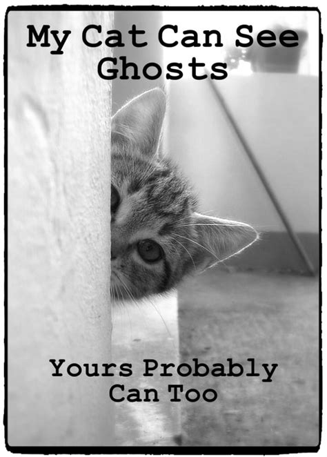 I like to play with them. Can Dogs and Cats See Ghosts? - Exemplore - Paranormal