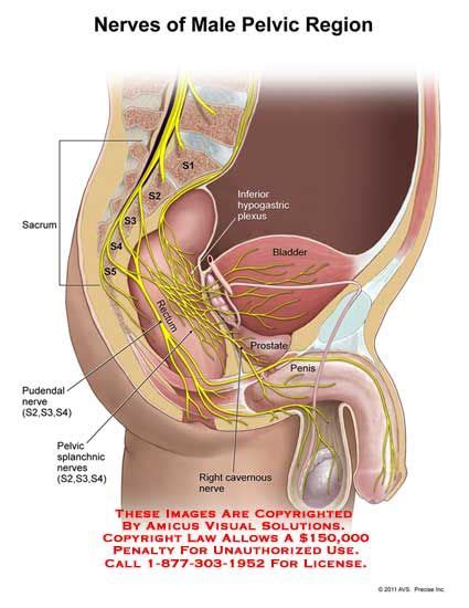 Upload a good quality video. ผลการค้นหารูปภาพสำหรับ plexus and the pudendal nerve | สุขภาพ