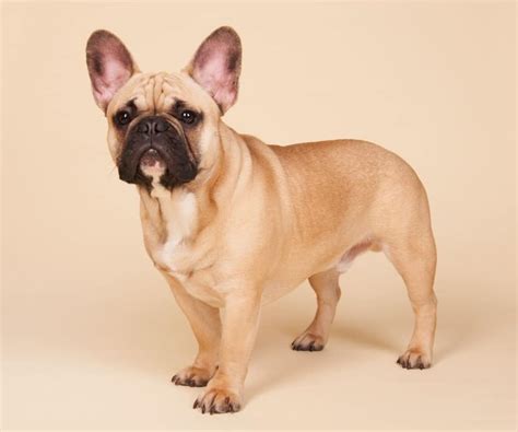 The french bulldog, or frenchie, is a small, domestic dog breed. 7 great dog breeds for homes with children - Wauf!
