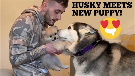 Huskies can be trained to have a reliable recall. Husky Meets New Scared Puppy & Becomes Best Friends ...