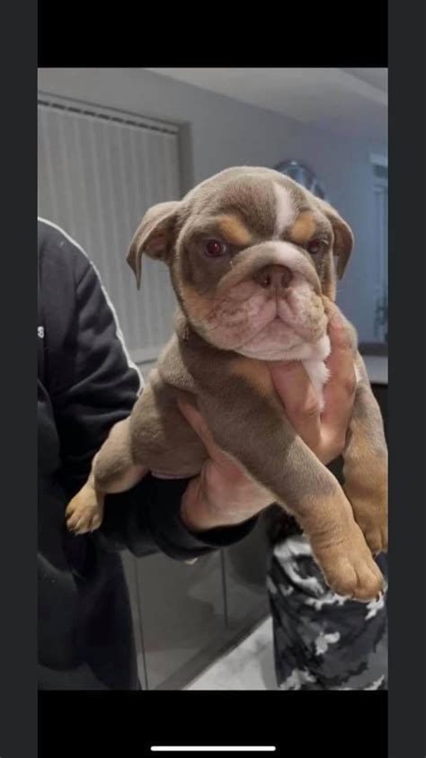English bulldog puppies for sale.bulldogs for adoption, bull terriers, french bulldogs, lilac tri bulldogs. Bulldog, Bulldog for sale and adoption NEAR ME, Dogs, for ...