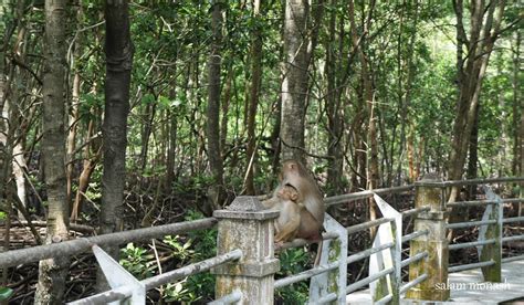 Taman paya bakau at lumut. Salam Monash: Cuti2 Malaysia > Lumut, Perak