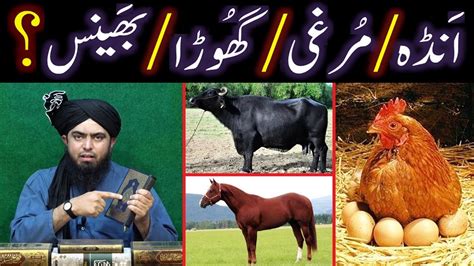 Some shia sects, however, in one of the most famous, controversial, and more importantly baseless hanafi school, all living creatures of the sea are halal if they are like fish. Kia BHAINS & GHORA bhi HALAL hai ??? Fiqah-e-HANAFI ki ...