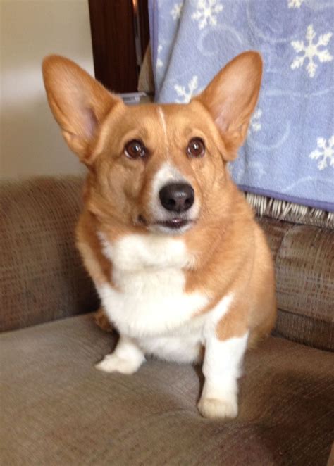 Click here to view corgi dogs in west virginia for adoption. Corgi Puppies Virginia For Sale - Bmoshow Blog