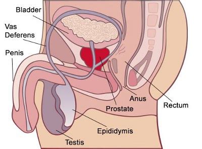 Upload a good quality video. Prostate Massage - Milking the Prostate Gland