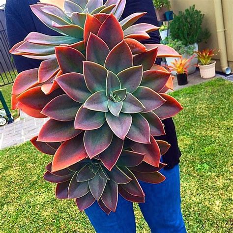 What kind of succulent is called fred ives? Instagram | Plants, Succulent landscaping, Planting succulents