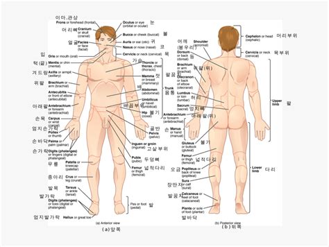 Learn human body parts names, parts of face, parts of hand and internal body parts in english and urdu with pictures also download lesson in pdf and watch video. Body Parts Diagram With Names / Body Parts Parts Of The ...