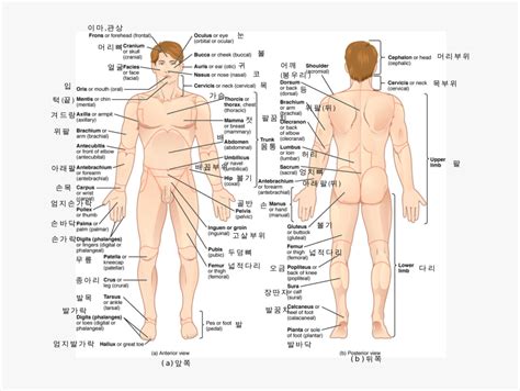 Learn these parts of body names to increase your. 40 Body Parts Name, HD Png Download , Transparent Png ...