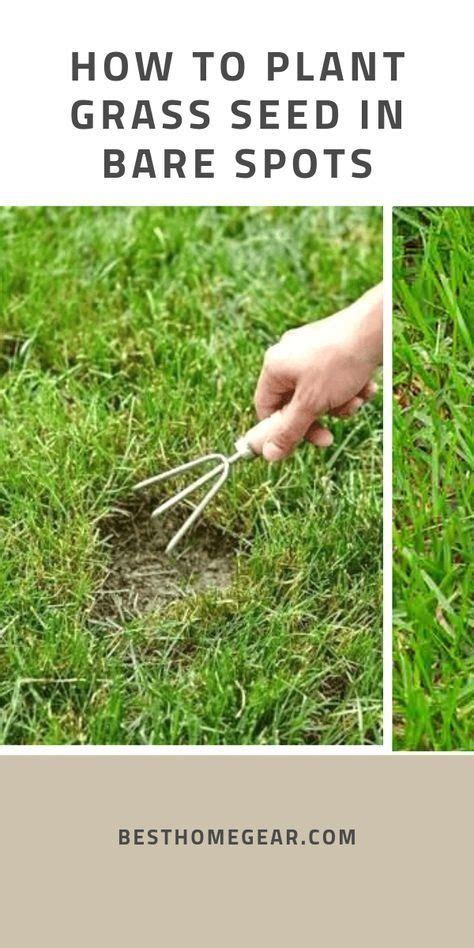 Search a wide range of information from across the web with superdealsearch.com How To Plant Grass Seed In Bare Spots - Best Home Gear - Modern Design in 2020 | Planting grass ...