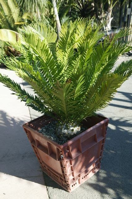 Grow it on a sturdy base that can. BEST CYCADS TO GROW - ESPECIALLY IN COASTAL SOUTHERN ...