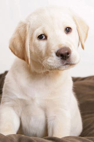 iPhoneZone: White Puppy Wallpapers for iPhone