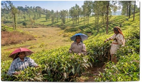 And if you planning a visit here, make sure to come between. Tea plantations in India | Waytoindia.com