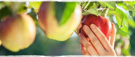 Wer seine äpfel nicht rechtzeitig pflückt, der lebt mit dem risiko, dass ihm die ernte recht schnell wieder weg fault. Obstgut Dreßler Sobrigau OT Kreischa- Apfel Selbstpflücke ...