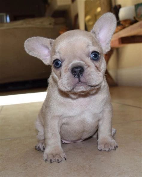 Lively, playful, adaptable, alert, easygoing, bright, keen, patient, affectionate, sociable. AVAILABLE PUPPIES!! | Pokerface Frenchies (French Bulldogs ...