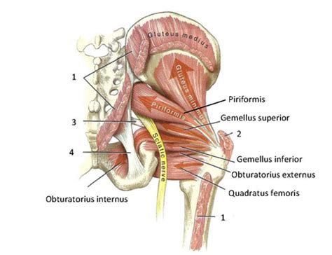 The different anatomical areas of the gluteal region: Functional anatomy of the small pelvic and hip muscles ...