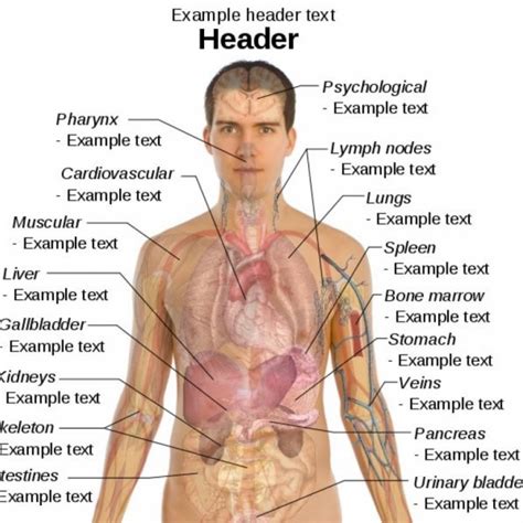 Male full body circulatory system highlights heart stock photo. Humbody Organs Drawing at GetDrawings | Free download