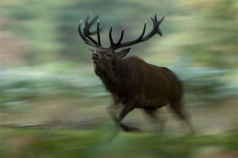 Maman mature qui n'hésite pas à se faire plaisir avec son beau god rouge Cerf en rut