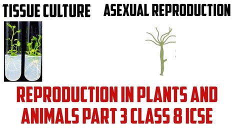 Contents preface vii abbreviations xvii 1. Tissue culture class 8 icse biology | Reproduction in ...