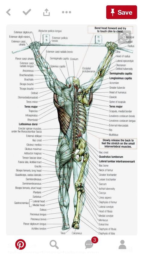 Learning the major muscles of the body doesn't have to be difficult—use this anatomy quiz game to make it fun and easy! Pin by Jun Torres on Arnis Karate | Baby boomer fitness, Muscle anatomy, Massage therapy