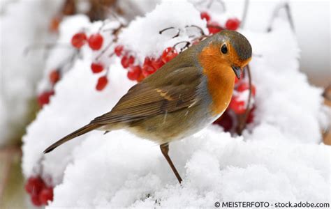 6 stück figuren paar rotkehlchen mit details. Robin Redbreast - Das Rotkelchen in Großbritannien