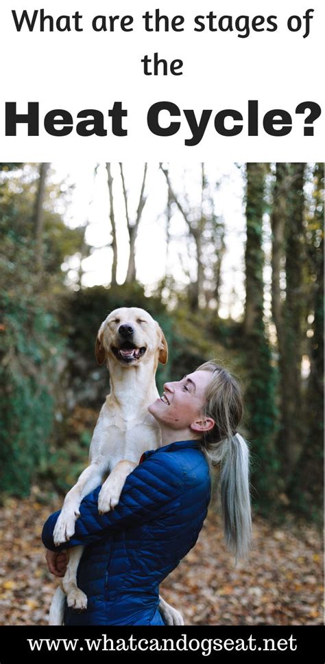 See full list on findclearchoice.com How Long Do Female Dogs Stay in Heat? What You Need to ...