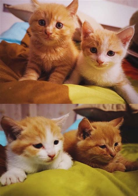 Two kittens stock photos and images (9,753). kitten photography | Kittens cutest, Animals, Kitten