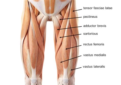 Calcaneus (via calcaneal tendon) action: Upper Leg Muscles And Tendons - poole | Rebornpt's Blog ...
