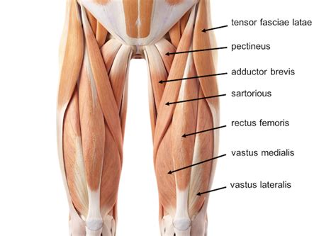 Hip joint muscles are divided into four groups according to their orientation and function. What Muscles Attach Left Hip And Back - Distally, it ...