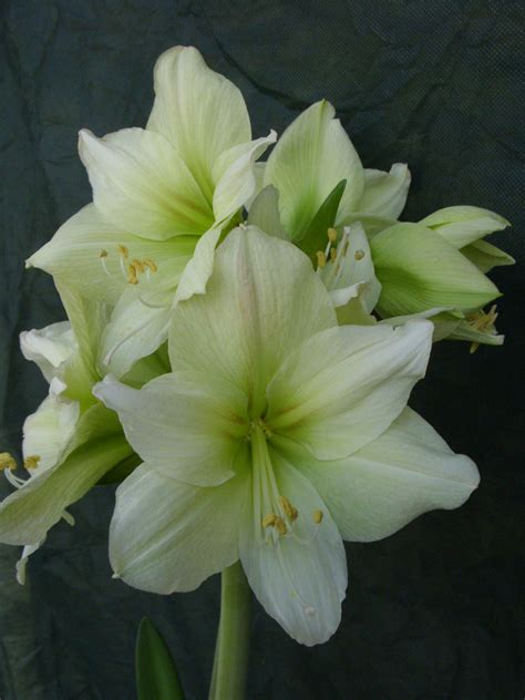 Augurio di buona giornata con un fiore. foto di mazzi di fiori bellissimi