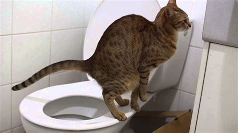 Take a look at the surface where your cat prefers to defecate and try duplicating that surface in the litter box. Facts About Cat Poop: What Do You Need To Know About It ...