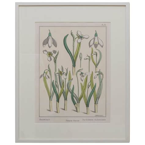 Snowdrop flowers have been famously associated with winter. Snowdrop Flower Drawing - Kisvackor Mindennapjai