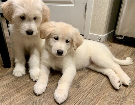 We love sharing the joy of goldendoodle hybrids with others, but we should not be confused with a kennel. Goldendoodle puppy dog for sale in East Bay, California