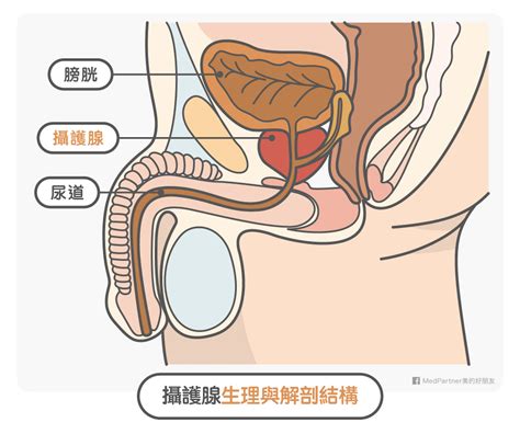 字面上的意思 ― zìmiàn shàng de yìsi ― literal meaning. 八成男性都有攝護腺肥大問題!醫師圖解治療全攻略 | MedPartner 美的好朋友 | 健康遠見