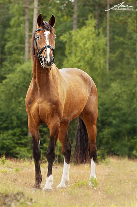 Hier kun je reistijd verbergen. Super braaf paard te koop aangeboden. | Bokt.nl