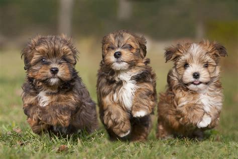 < 100 видео и каналов. Puppy Love: It's National Puppy Day! Photos | Image #11 ...