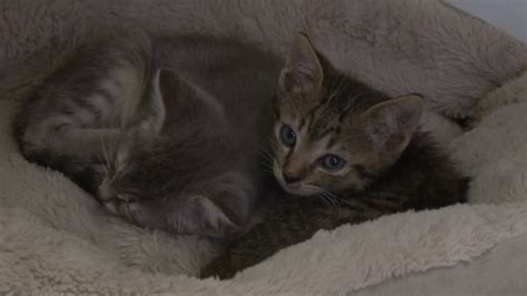 Take a peek at our latest cats up for adoption. MCAS Downtown Cat Adoption Center - YouTube