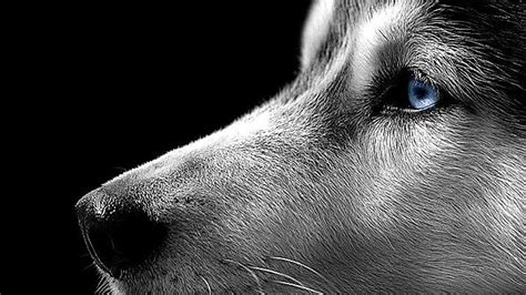 Siberian Husky Close Up wallpaper | animals | Wallpaper Better