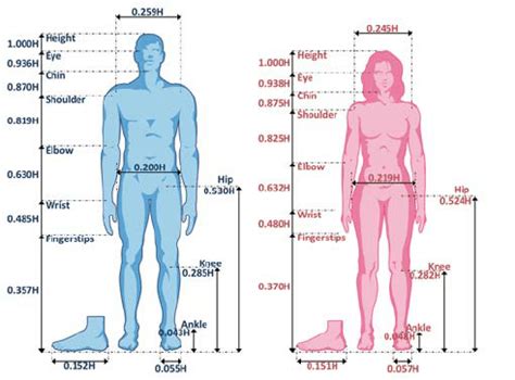 If you want to draw the female body, you should follow these simple 7 steps: Standardized proportions of the male and female body, as a ...